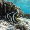 Full-day-trip-Koh-Tao-Koh-Nangyuan-by-speedboat