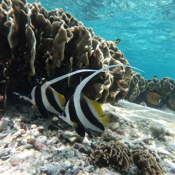 Full-day-trip-Koh-Tao-Koh-Nangyuan-by-speedboat