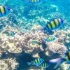 Phuket-Full-day-trip-Raya-Island-Coral-Island-by-speedboat-4 Phuket-Full-day-trip-Raya-Island-Coral-Island-by-speedboat-4