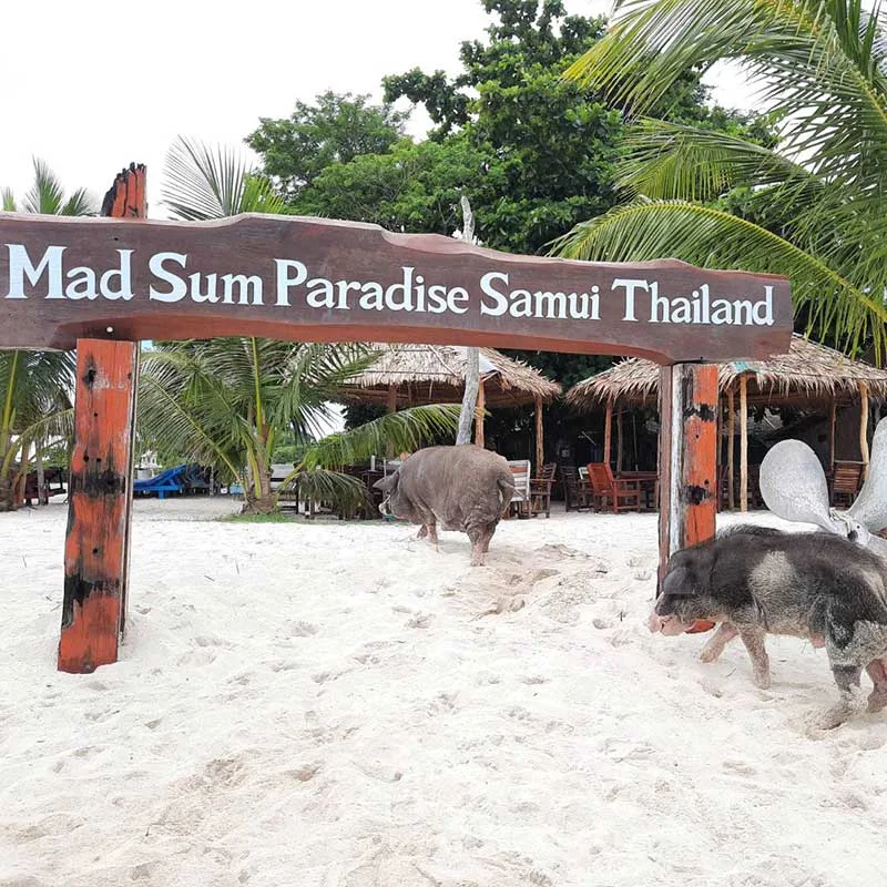 Pigs-island-by-speedboat-tours-half-day-sunset Pigs-island-by-speedboat-tours-half-day-sunset