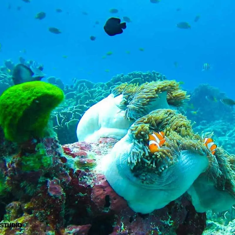 Premium-speedboat-day-trip-Koh-Rok-Koh-Haa-Phuket-7