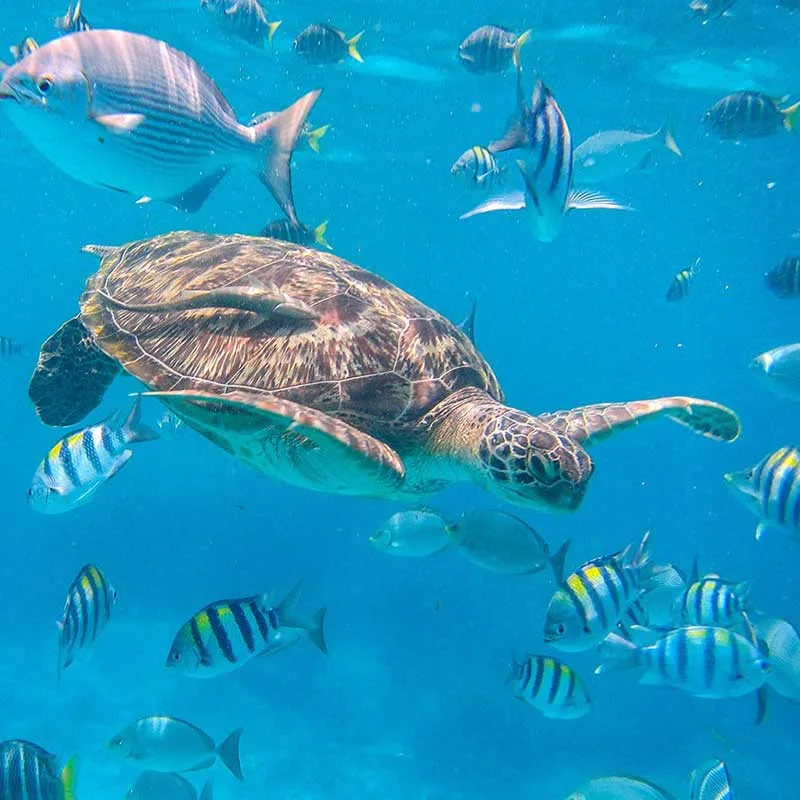 Similan-island-best-premium-tours-snorkeling-2