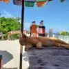 afternoon-tour-cat-island-phuket