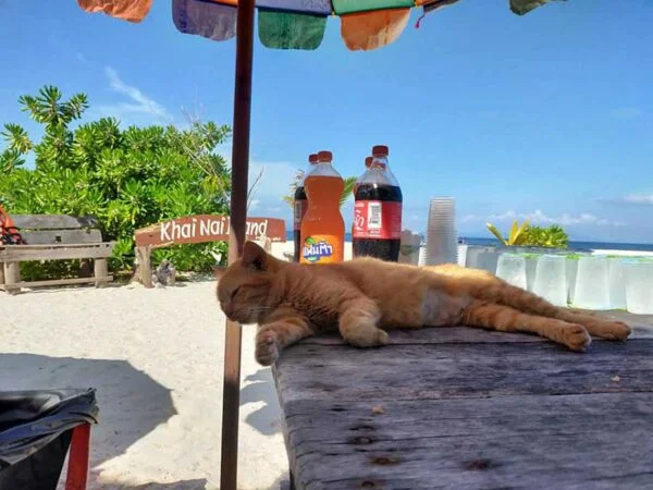 afternoon-tour-cat-island-phuket