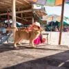 khai-nai-full-day-tour-phi-phi-island-speedboat