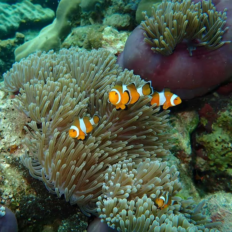 krabi-rok-haa-islands-snorkeling-tour-day-trip-2