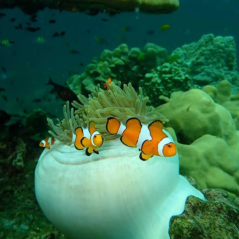 krabi-rok-haa-islands-snorkeling-tour-day-trip-3