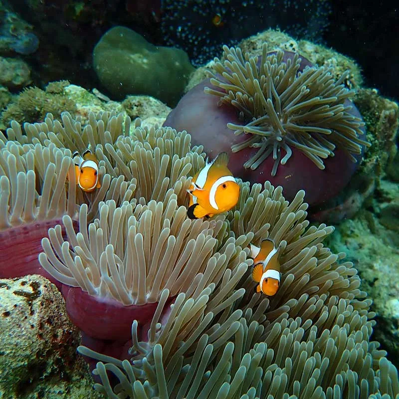 krabi-rok-haa-islands-snorkeling-tour-day-trip-4