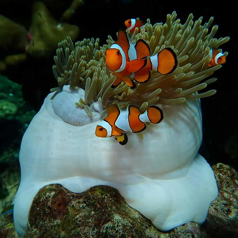 krabi-rok-haa-islands-snorkeling-tour-day-trip-5