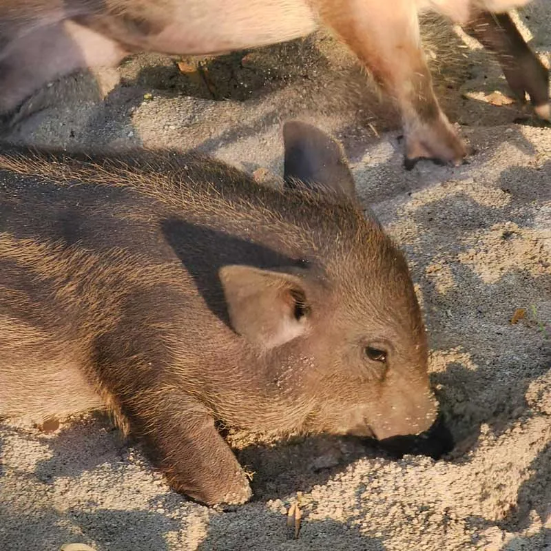 pig-island-tour-half-day-sunset-speedboat pig-island-tour-half-day-sunset-speedboat