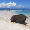 samui-pig-island-koh-madsum