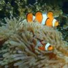 snorkeling-phi-phi-island-pileh-lagoon-phuket snorkeling-phi-phi-island-pileh-lagoon-phuket