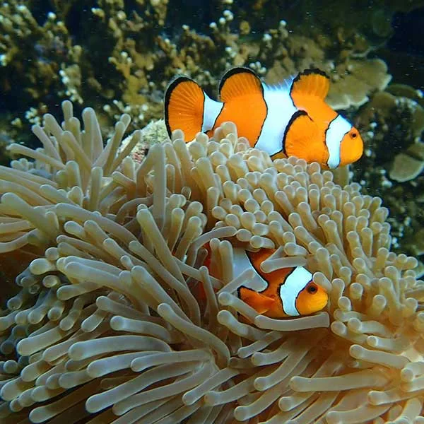 snorkeling-phi-phi-island-pileh-lagoon-phuket snorkeling-phi-phi-island-pileh-lagoon-phuket