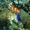 snorkeling-similan-island-trip