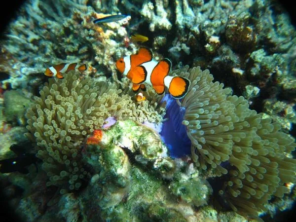 snorkeling-similan-island-trip