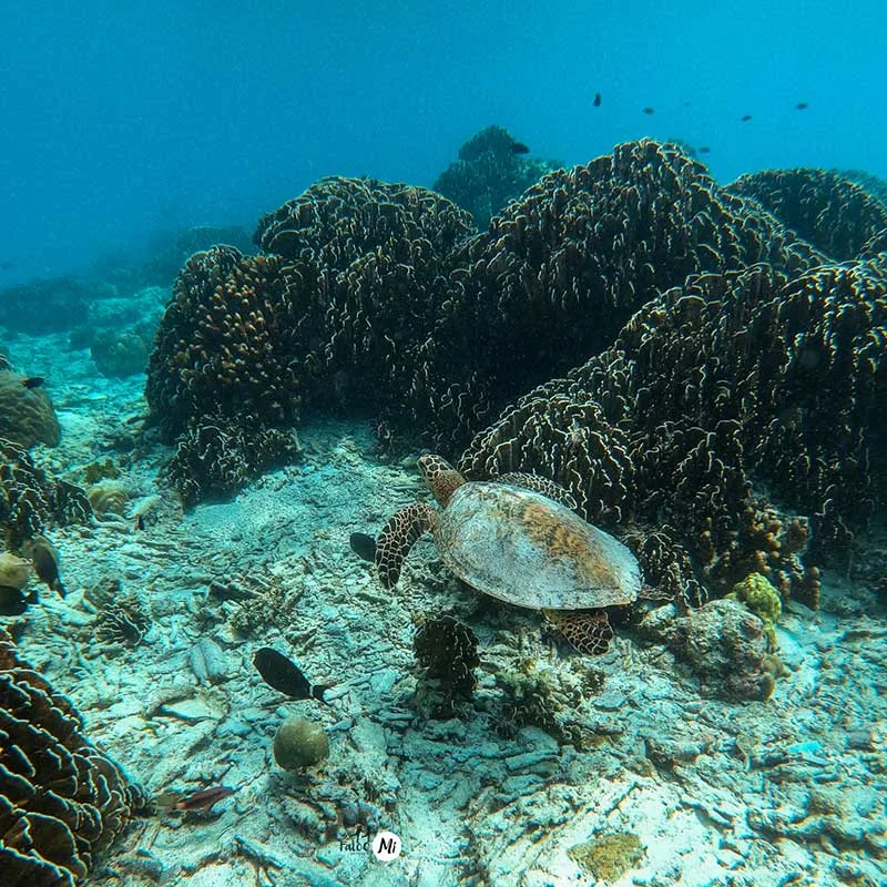 snorkeling-tour-Khaolak-Similan-island-premium-speedboat