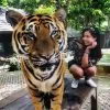 Book-Ticket-Tiger-Kingdom-Phuket Book-Ticket-Tiger-Kingdom-Phuket
