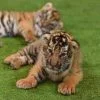 New-Born-Tiger-Kingdom-Phuket-3 New-Born-Tiger-Kingdom-Phuket-3