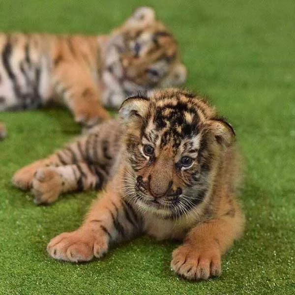 New-Born-Tiger-Kingdom-Phuket-3 New-Born-Tiger-Kingdom-Phuket-3