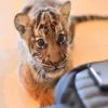 New-Born-Tiger-Kingdom-Phuket-4 New-Born-Tiger-Kingdom-Phuket-4