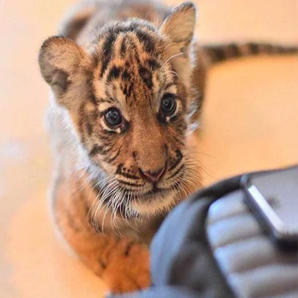 New-Born-Tiger-Kingdom-Phuket-4 New-Born-Tiger-Kingdom-Phuket-4
