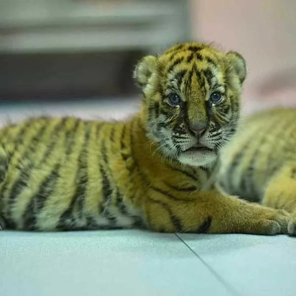 Newborn Tiger Kingdom Phuket