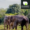 Phuket-Elephant-Sanctuary-Paklok-Thalang