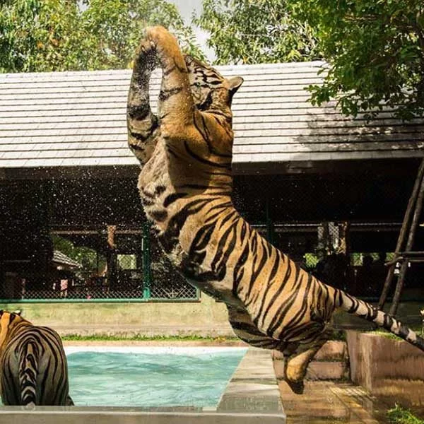 Newborn Tiger Kingdom Phuket