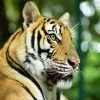 play-take-picture-touch-with-see-tigers-kingdom-phuket-3 play-take-picture-touch-with-see-tigers-kingdom-phuket-3
