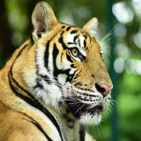 play-take-picture-touch-with-see-tigers-kingdom-phuket-3 play-take-picture-touch-with-see-tigers-kingdom-phuket-3