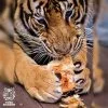play-take-picture-touch-with-see-tigers-kingdom-phuket-4 play-take-picture-touch-with-see-tigers-kingdom-phuket-4