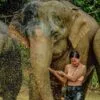 day-tour-swimming-with-elephant-phuket day-tour-swimming-with-elephant-phuket