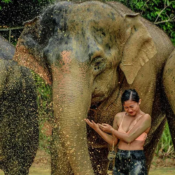 day-tour-swimming-with-elephant-phuket day-tour-swimming-with-elephant-phuket