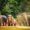 day-tour-walk-with-elephant-jungle-sanctuary-phuket day-tour-walk-with-elephant-jungle-sanctuary-phuket