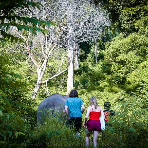 elephant-jungle-phuket-half-day-visit