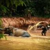 elephant-shower-tour-phuket-sanctuary elephant-shower-tour-phuket-sanctuary