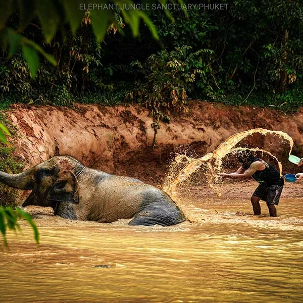elephant-shower-tour-phuket-sanctuary elephant-shower-tour-phuket-sanctuary