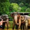 half-day-morning-afternoon-visit-elephant-phuket