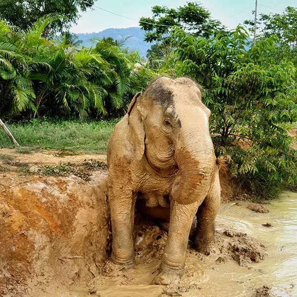 phuket-half-day-elephant-mud-tour