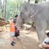 tour-thing-to-do-elephant-jungle-sanctuary-phuket-10