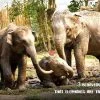 tour-thing-to-do-elephant-jungle-sanctuary-phuket-2