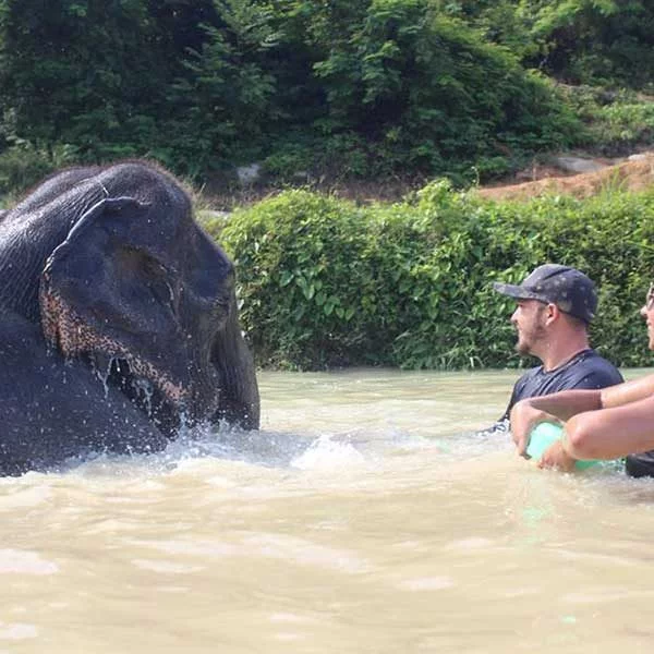 tour-thing-to-do-elephant-jungle-sanctuary-phuket-4 tour-thing-to-do-elephant-jungle-sanctuary-phuket-4