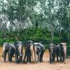 tour-thing-to-do-elephant-jungle-sanctuary-phuket-6