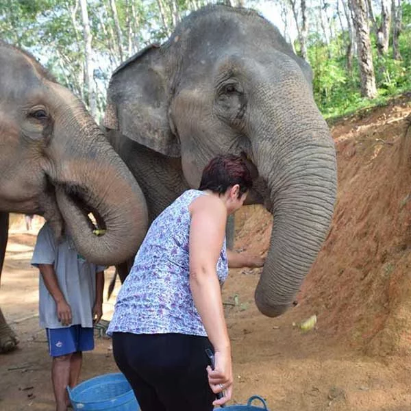 tour-thing-to-do-elephant-jungle-sanctuary-phuket-8
