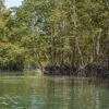 mangrove-sea-kayak-krabi-tour mangrove-sea-kayak-krabi-tour