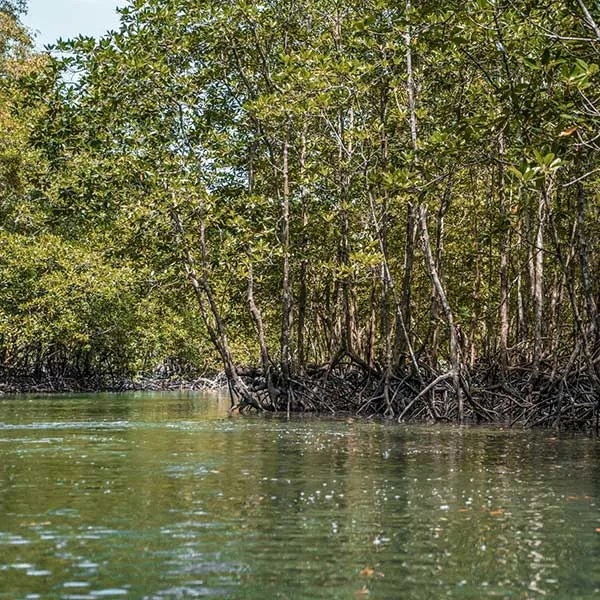 mangrove-sea-kayak-krabi-tour mangrove-sea-kayak-krabi-tour