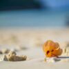Half-Day-Afternoon-Sunset-Racha-Island-Tour-Phuket-14