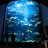 Book Ticket Sea Life Ocean World Bangkok