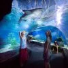 Book Ticket Sea Life Ocean World Bangkok-2