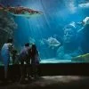 Book Ticket Sea Life Ocean World Bangkok-3